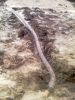 Drainage